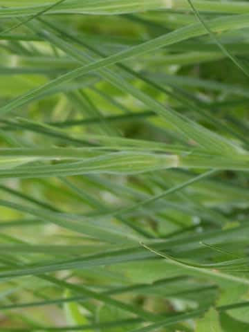 Tragopogon pratensis
