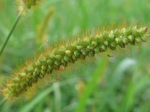 Setaria glauca