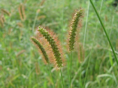 Setaria glauca