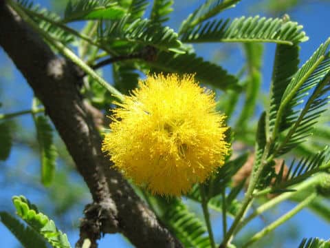 Acacia farnesiana