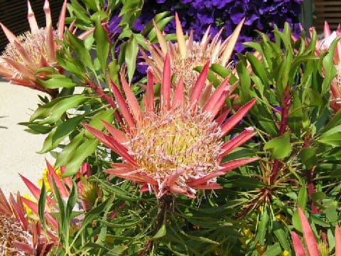 Protea cynaroides