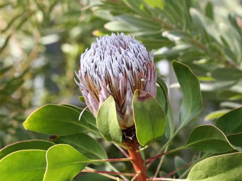 Protea cynaroides cv. Summer