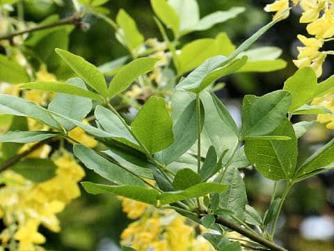 Laburnum anagyroides