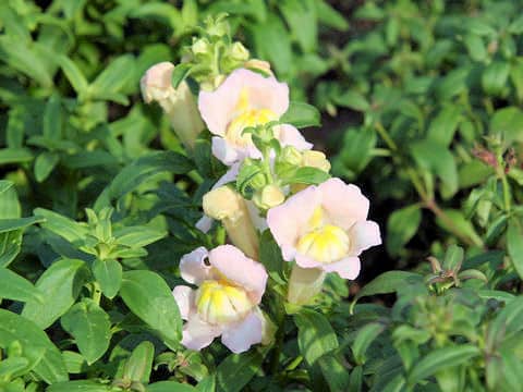 Antirrhinum majus cv. Demekin