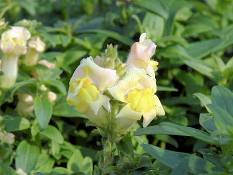 Antirrhinum majus cv. Demekin