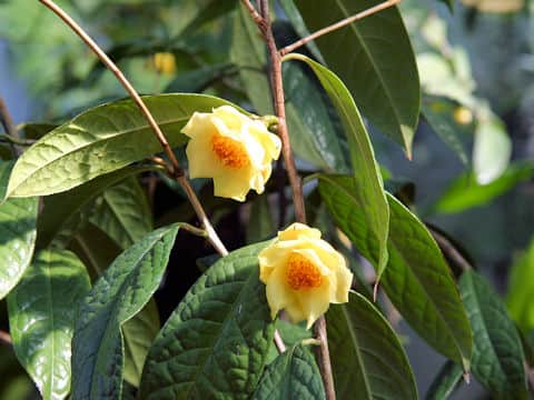 Camellia chrysantha