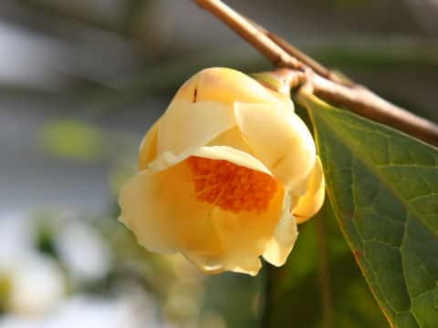 Camellia chrysantha