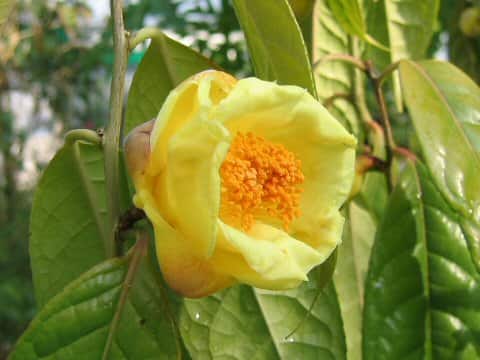 Camellia chrysantha