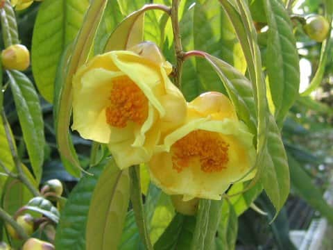 Camellia chrysantha