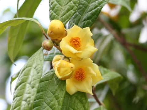 Camellia chrysantha