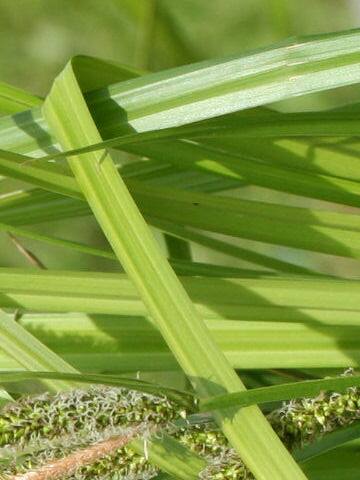 Carex persistens
