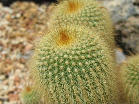 Eriocactus (Paradia) leninghausii