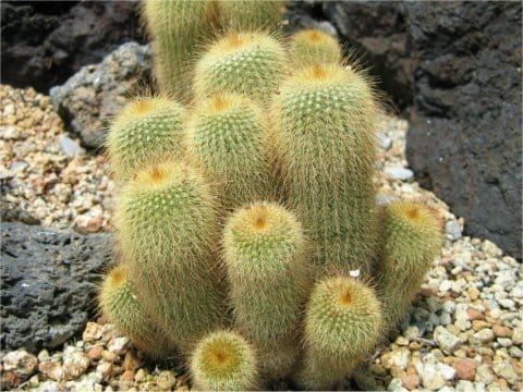 Eriocactus (Paradia) leninghausii