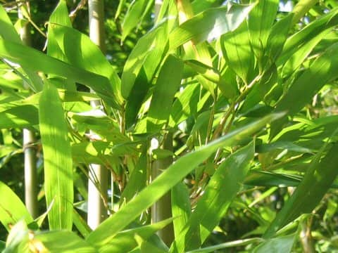 Phyllostachys bambusoides f. castiloni