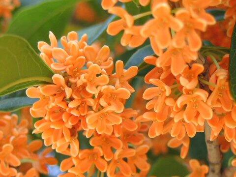 Osmanthus fragrans var. aurantiacus