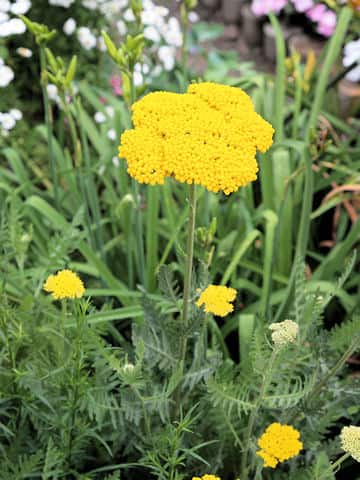 Achillea filipendulina