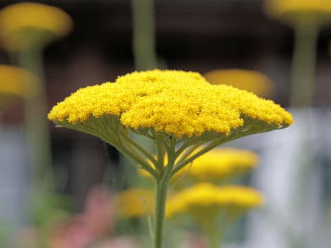Achillea filipendulina