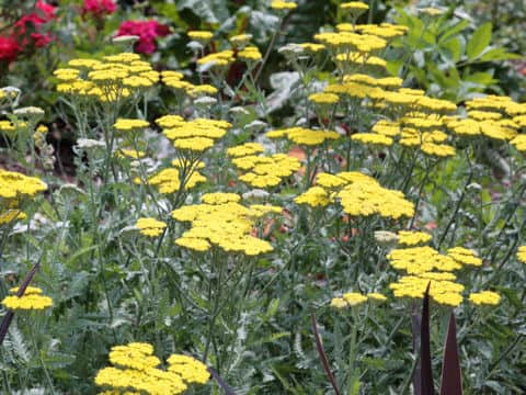 Achillea filipendulina