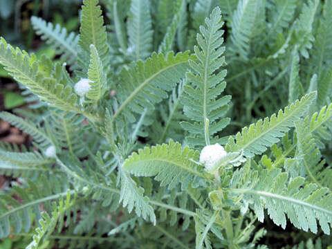 Achillea filipendulina