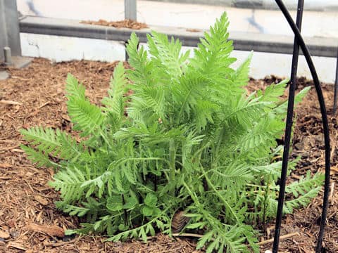 Achillea filipendulina