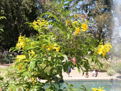 Tecoma stans