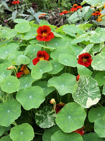 Tropaeolum majus