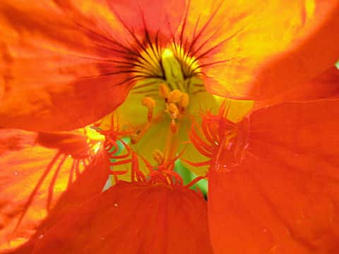 Tropaeolum majus