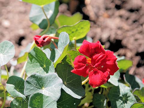 Tropaeolum majus