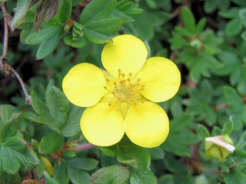 Potentilla fruticosa var. rigida