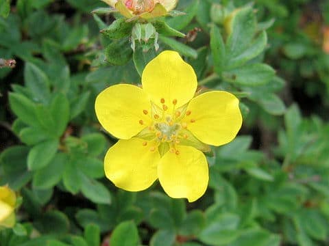 Potentilla fruticosa var. rigida