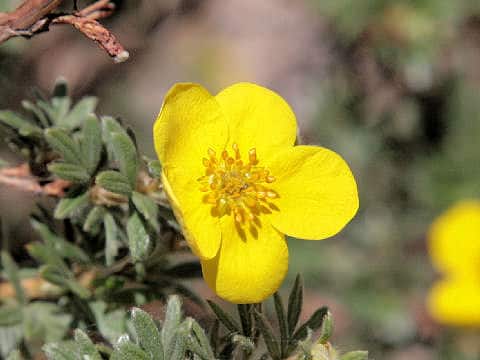 Potentilla fruticosa var. rigida
