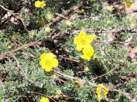 Potentilla fruticosa var. rigida