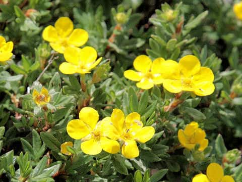 Potentilla fruticosa var. rigida