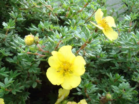Potentilla fruticosa var. rigida