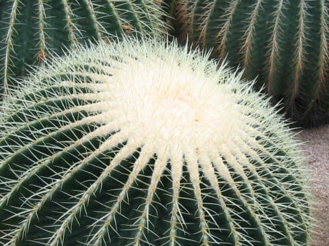Echinocactus grusonii