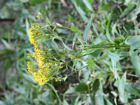 Senecio nemorensis