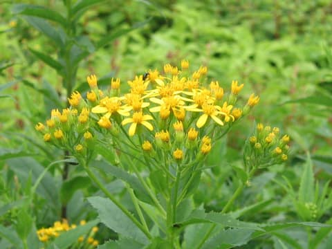 Senecio nemorensis