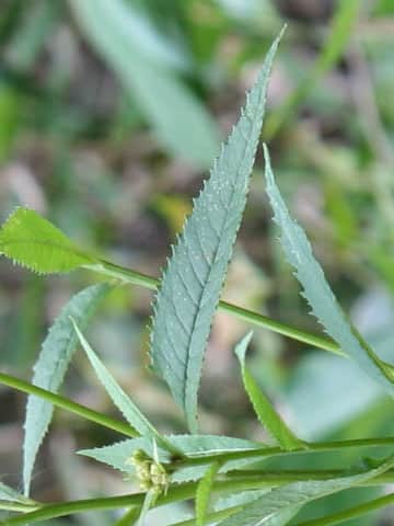 Senecio nemorensis