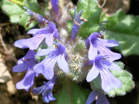 Ajuga decumbens