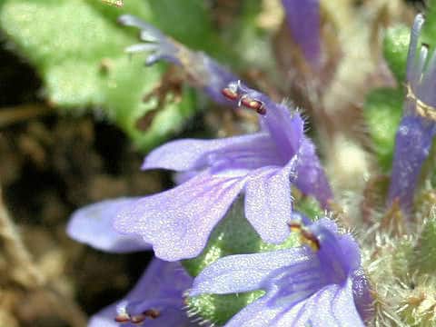 Ajuga decumbens