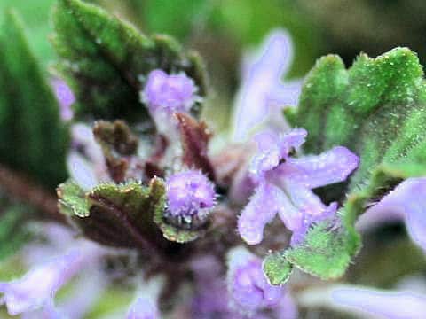 Ajuga decumbens