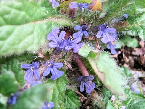 Ajuga decumbens