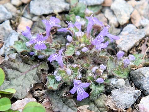 Ajuga decumbens