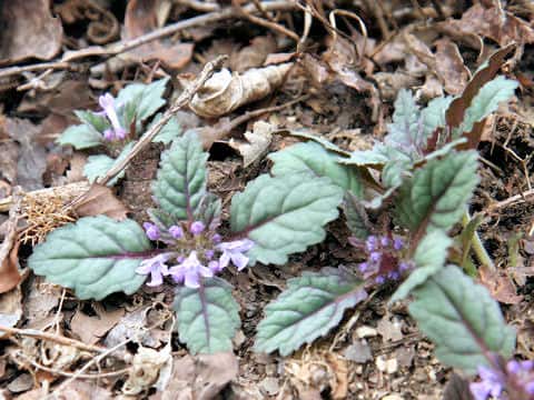 Ajuga decumbens