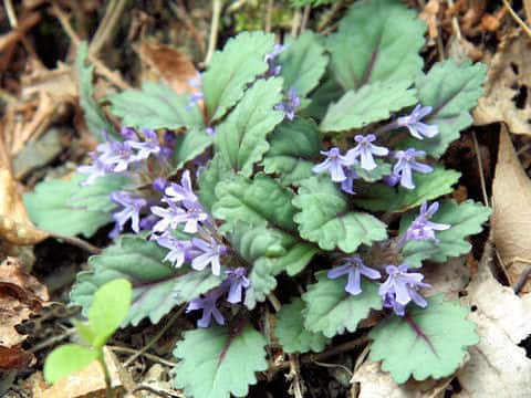 Ajuga decumbens