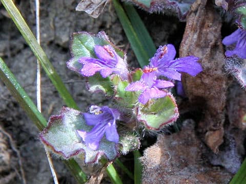 Ajuga decumbens