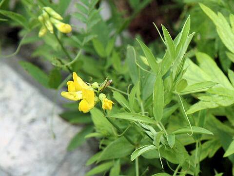 Lathyrus pratensis
