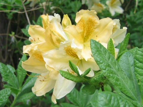 Rhododendron japonicum f. flavum