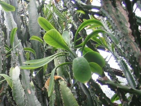Euphorbia neriifolia