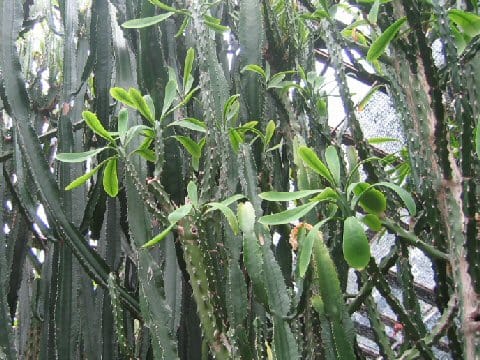 Euphorbia neriifolia